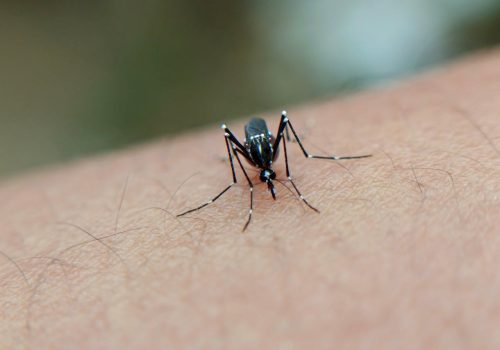 FeaturedPublications_Thumbnail_DengueFever Impact of extreme weather on dengue fever infection in four Asian countries: A modelling analysis